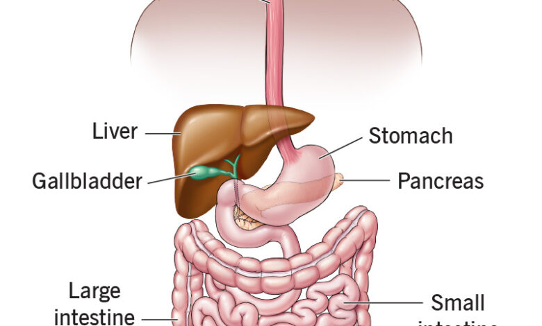 Why are Healthy Food And Exercise Important to All Body Systems