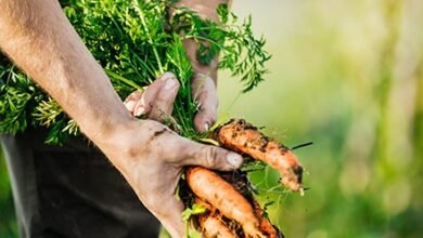 Why is Organic Food Considered Healthy