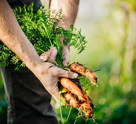 Why is Organic Food Considered Healthy